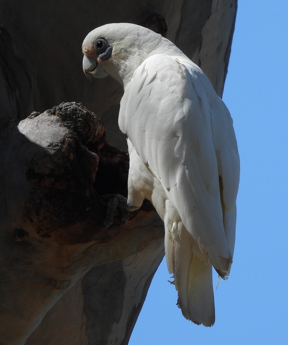 Cacatúa Sanguínea - ML646733721