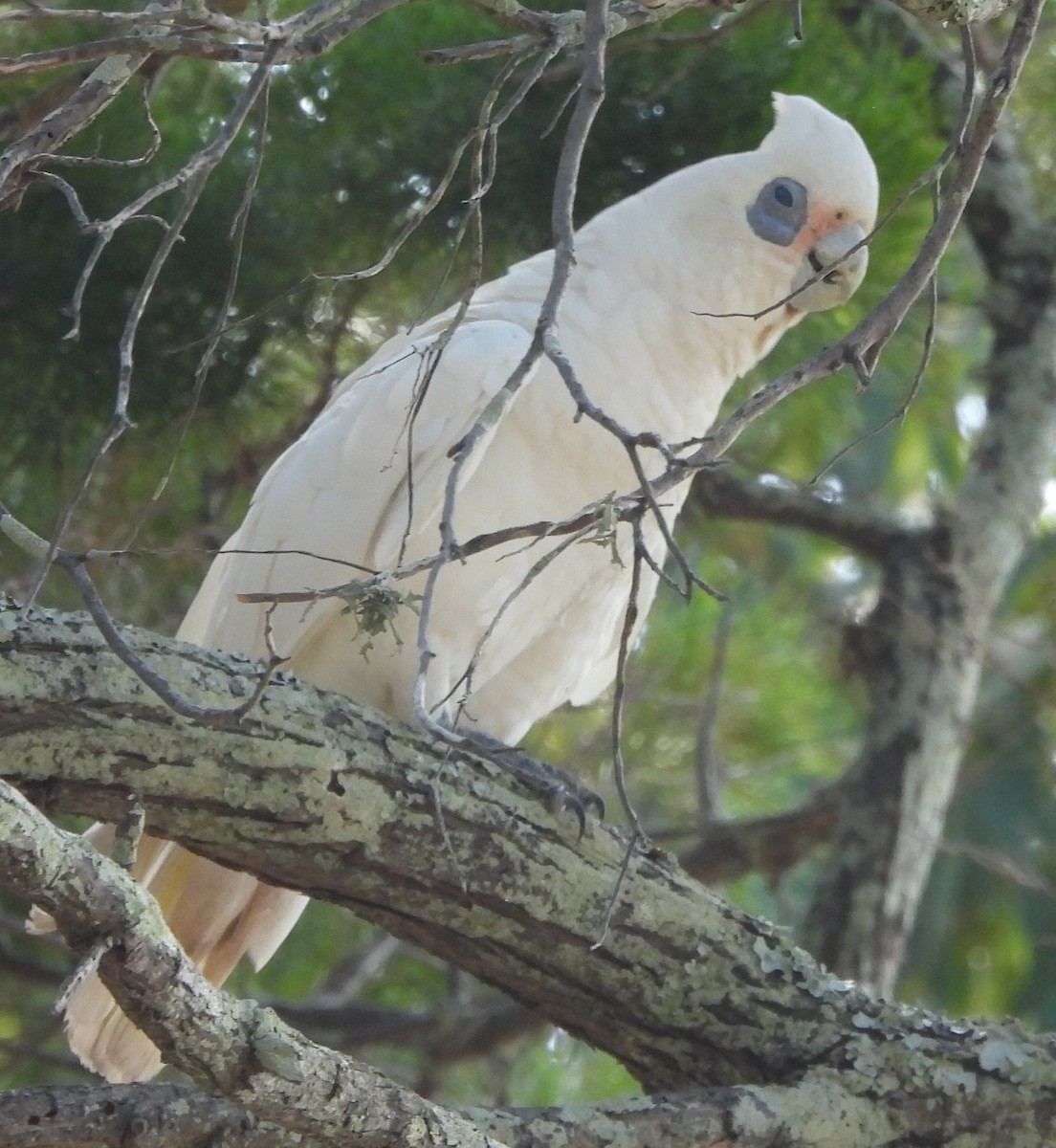 Cacatúa Sanguínea - ML646733722