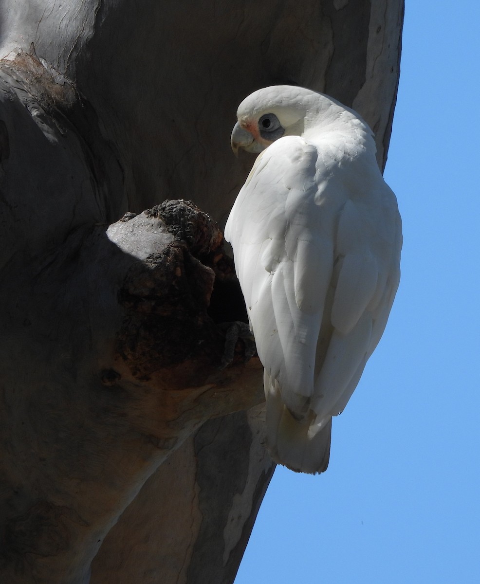 Cacatúa Sanguínea - ML646733723