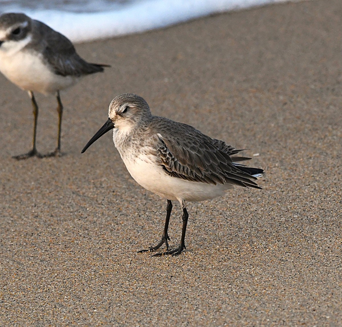 myrsnipe - ML646733725