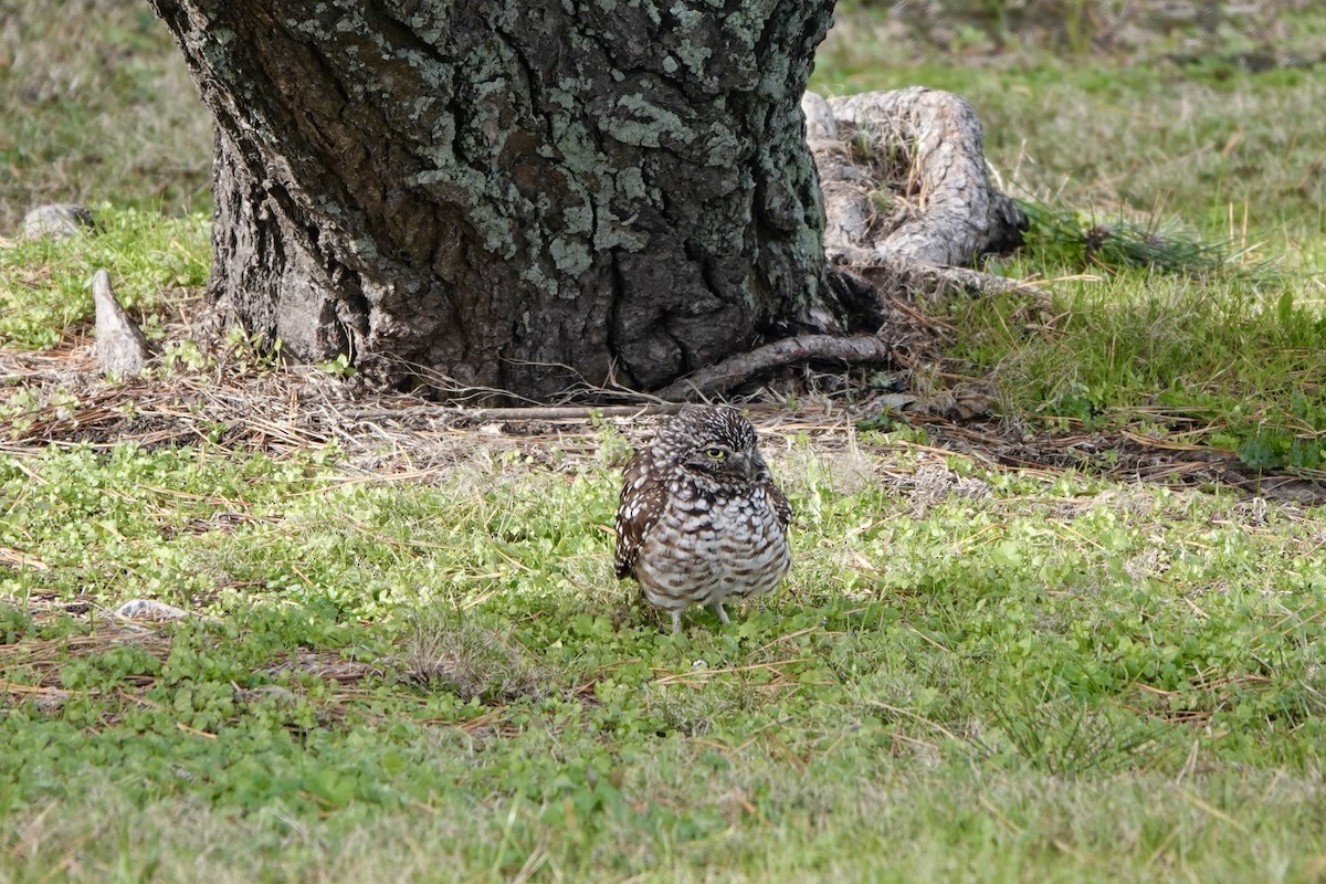 sýček králičí - ML646733727