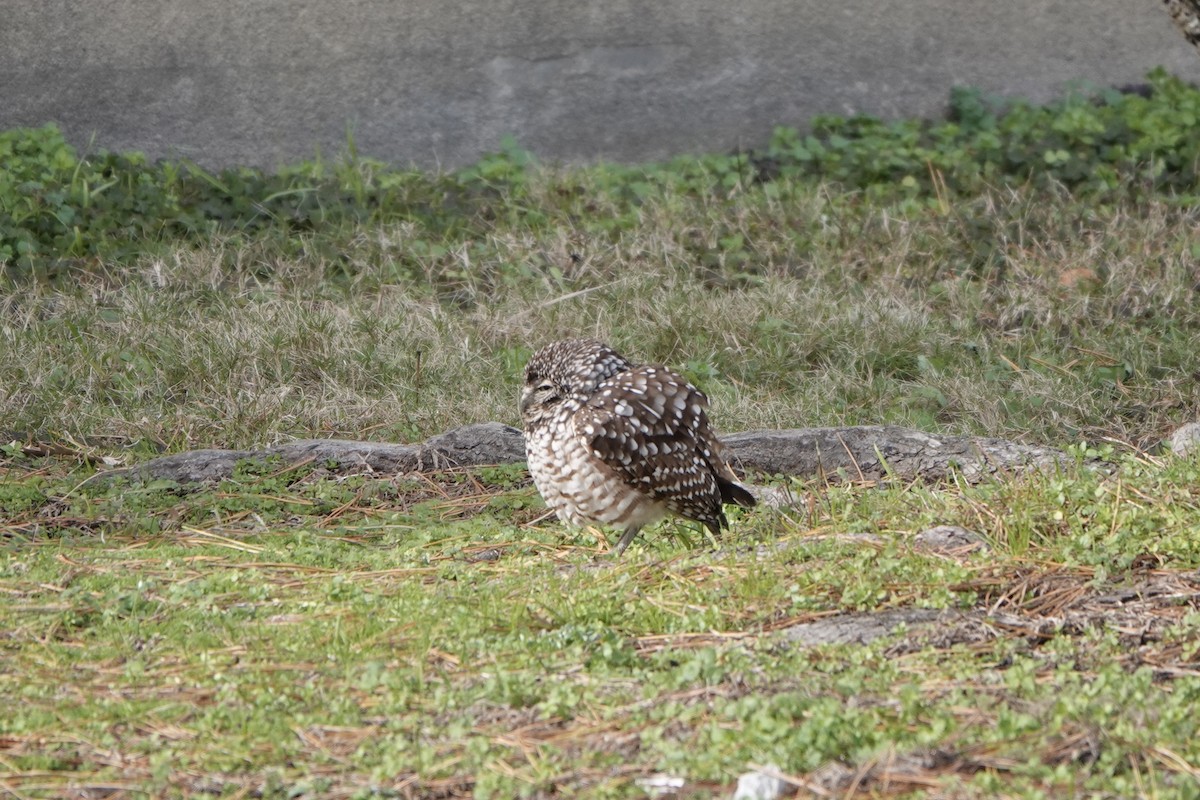 sýček králičí - ML646733728