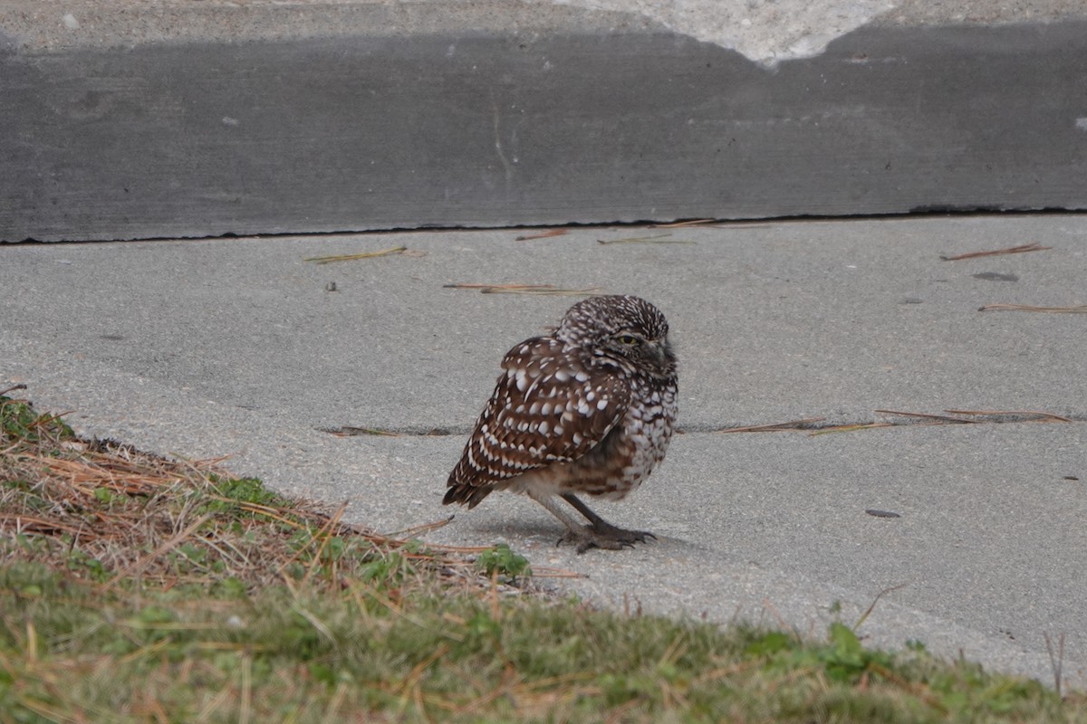 sýček králičí - ML646733729