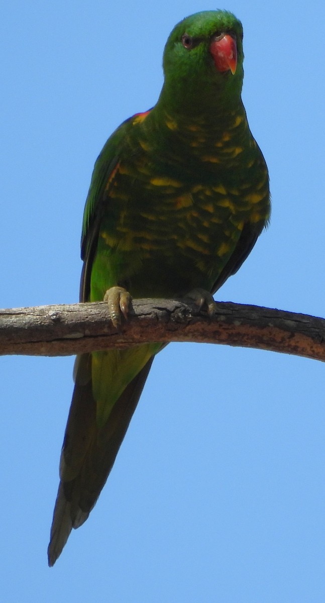 Lori Escuamiverde - ML646733731