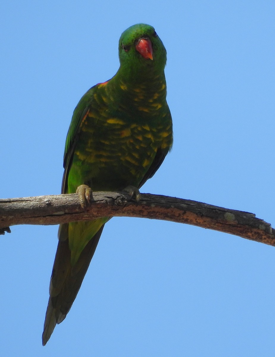 Scaly-breasted Lorikeet - ML646733732