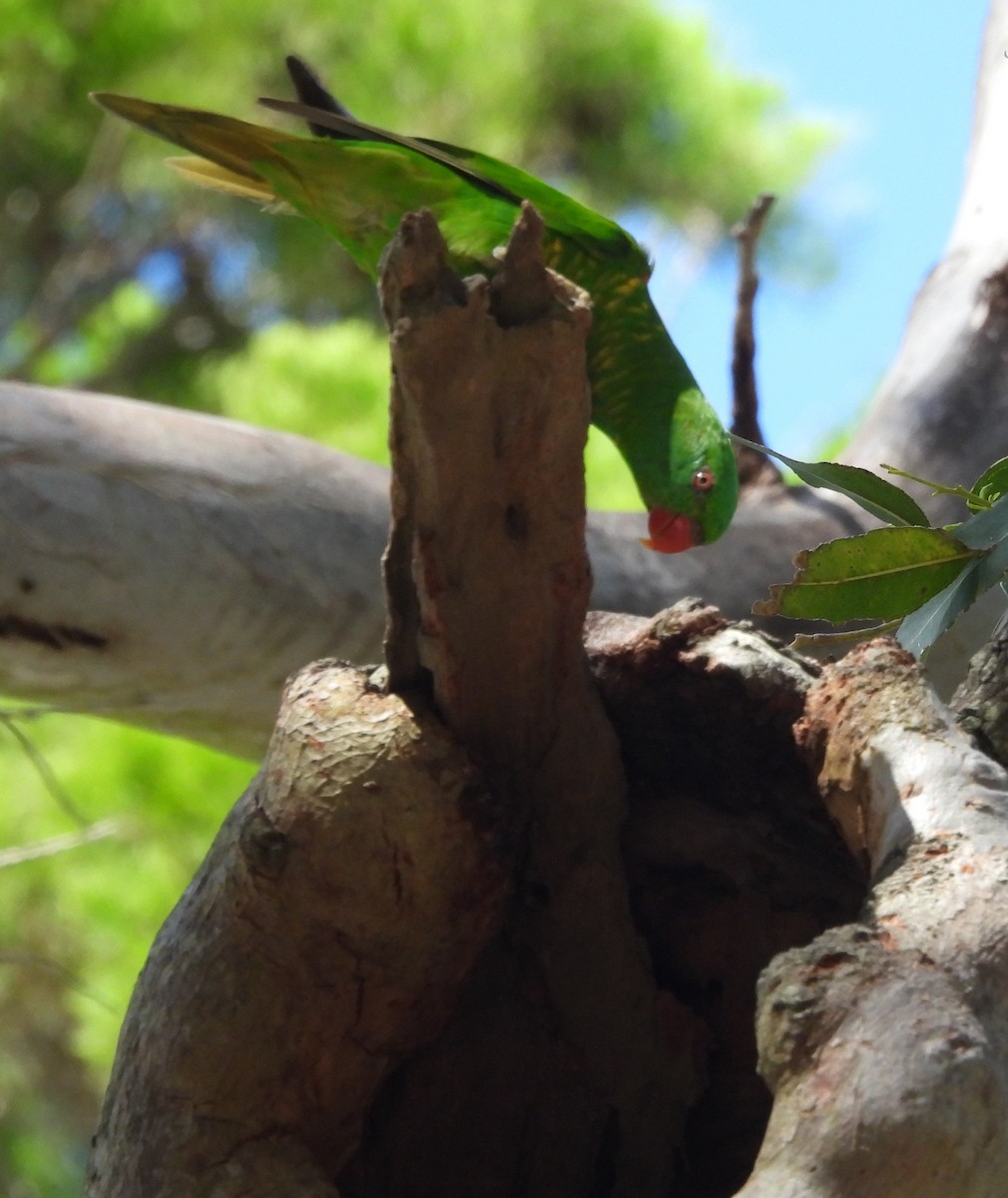Scaly-breasted Lorikeet - ML646733733