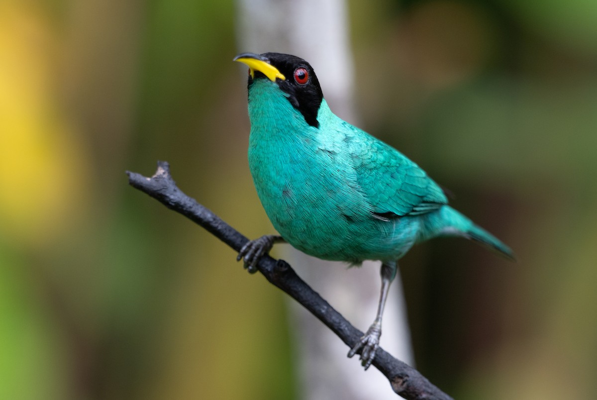 Mielerito Verde - ML646733734