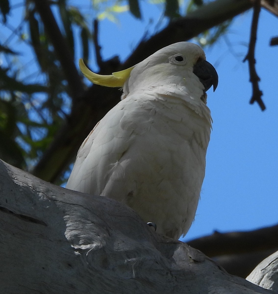 Sulphur-crested Cockatoo - ML646733736