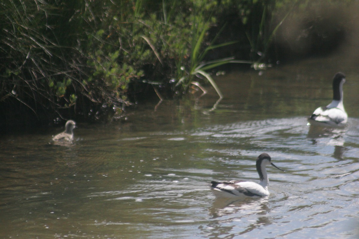 Avoceta Común - ML646733738