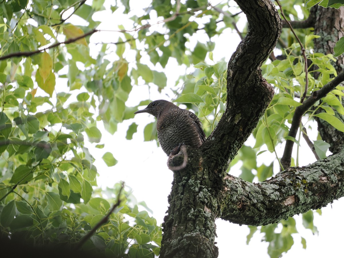 Blue Rock-Thrush - ML646733740