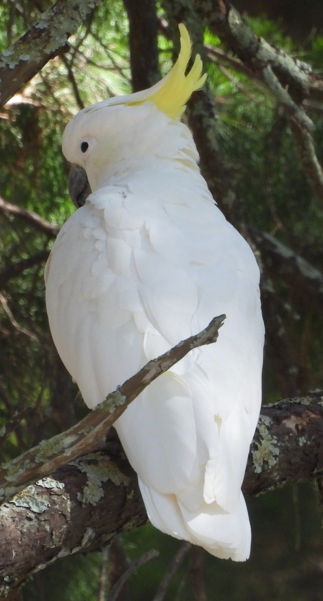 Sulphur-crested Cockatoo - ML646733741