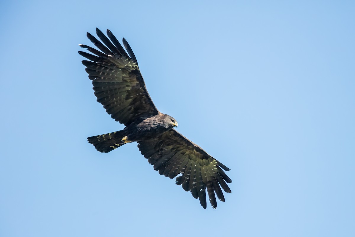 Black Eagle - ML646733742