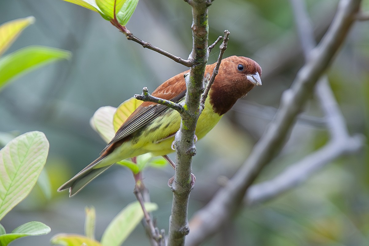 Berdantza gorrizta - ML646733743