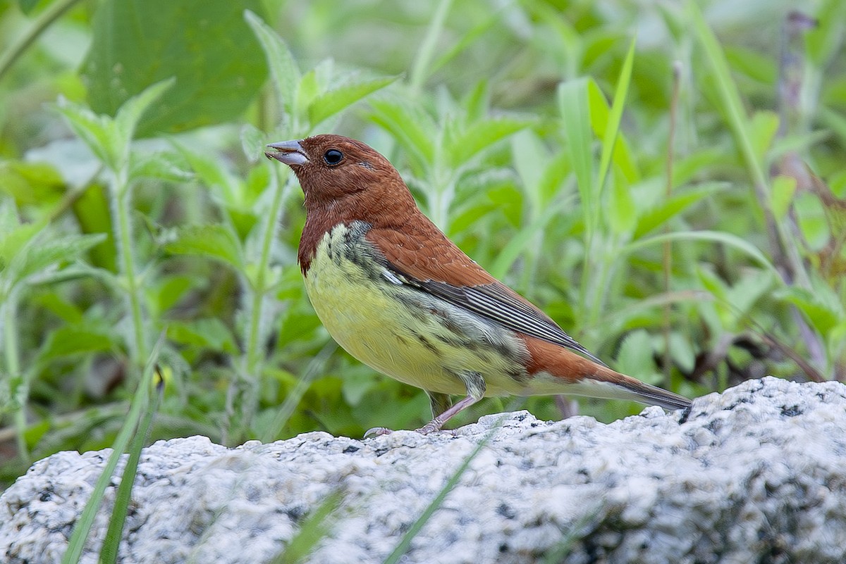 Berdantza gorrizta - ML646733744