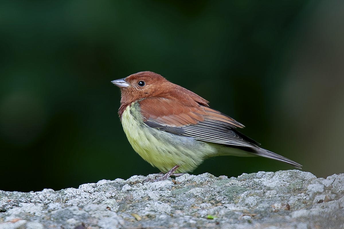 Berdantza gorrizta - ML646733745