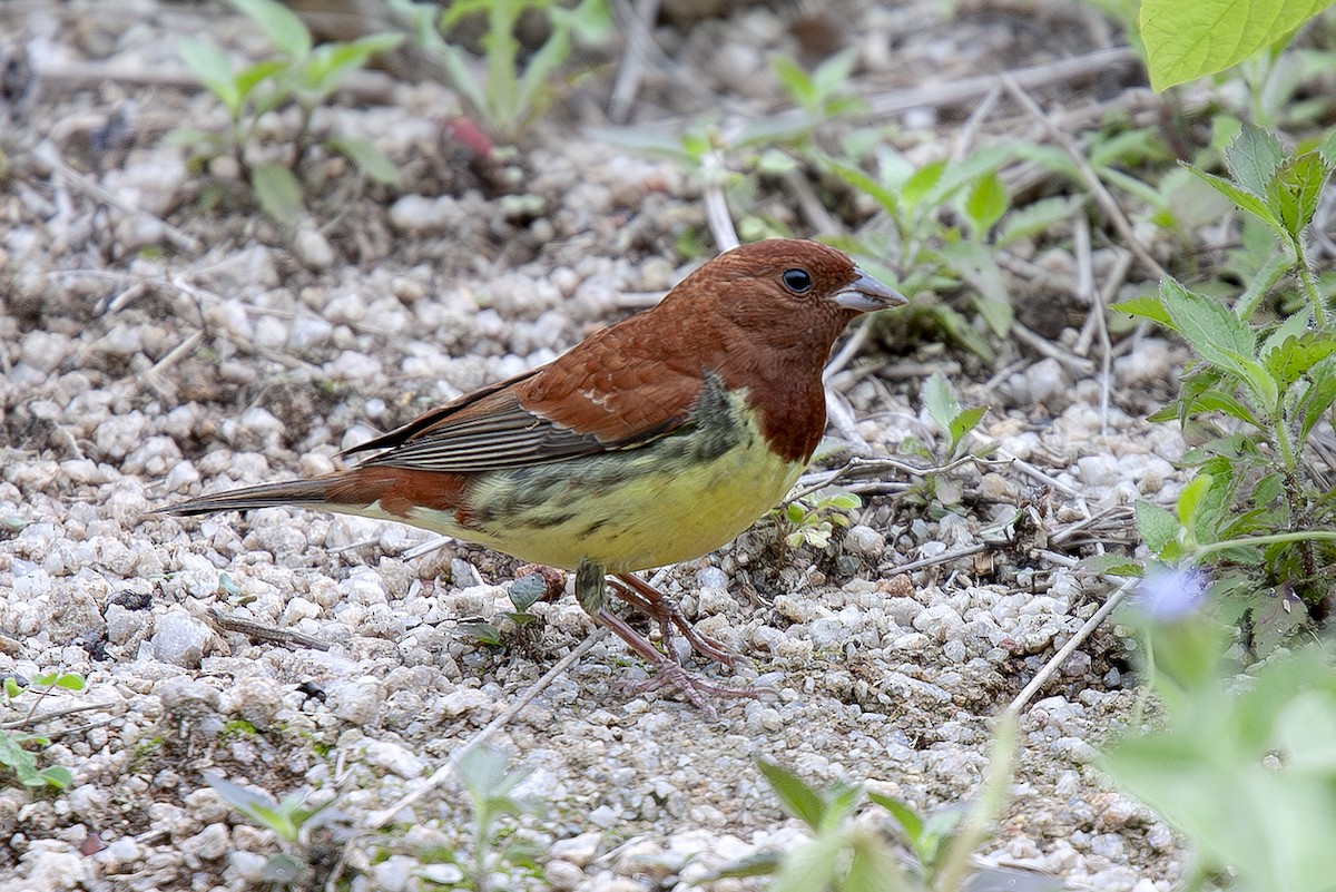 Berdantza gorrizta - ML646733746