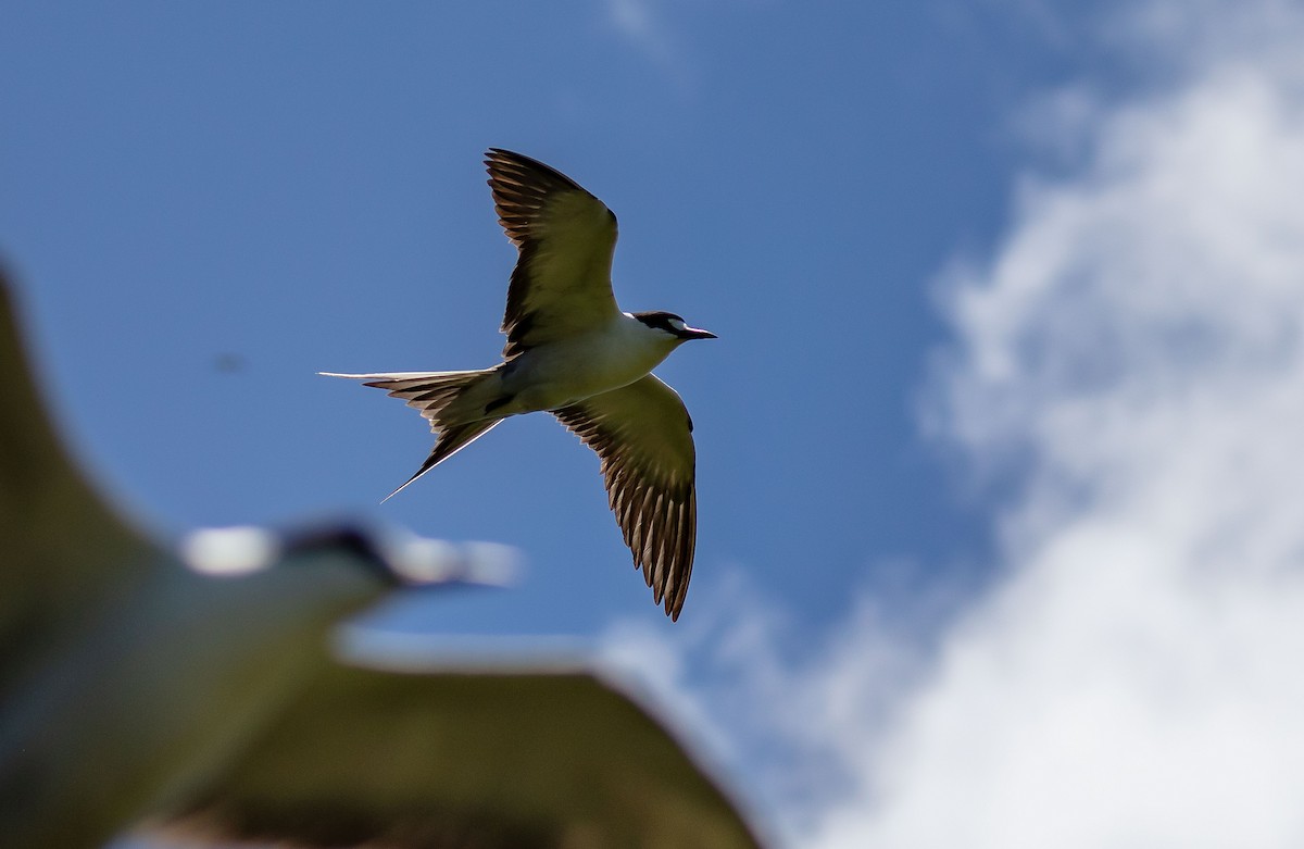 Sooty Tern - ML646733747