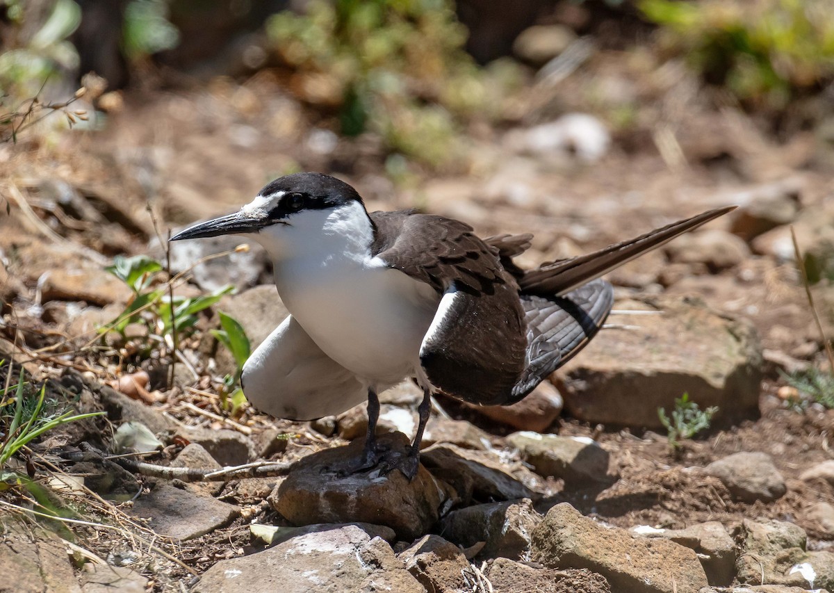 Sooty Tern - ML646733748