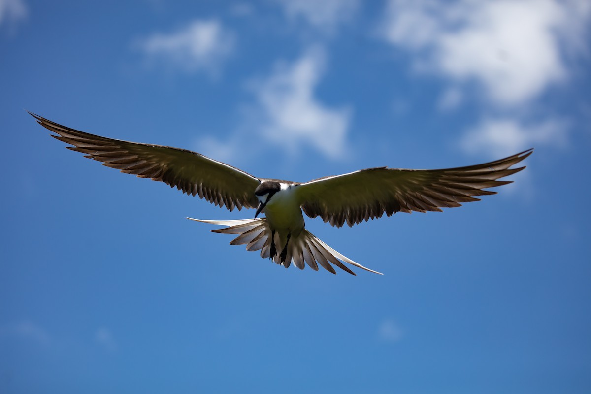 Sooty Tern - ML646733749