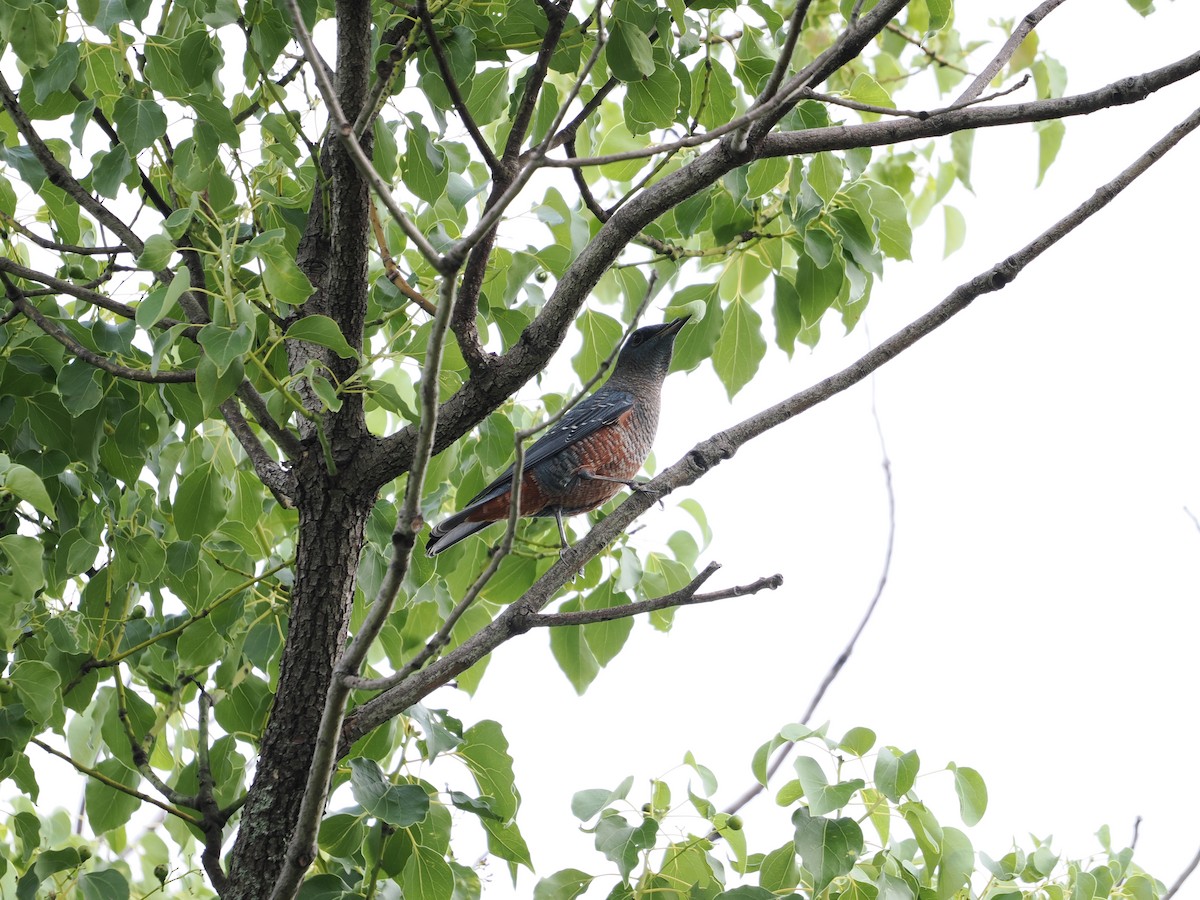 Blue Rock-Thrush - ML646733750