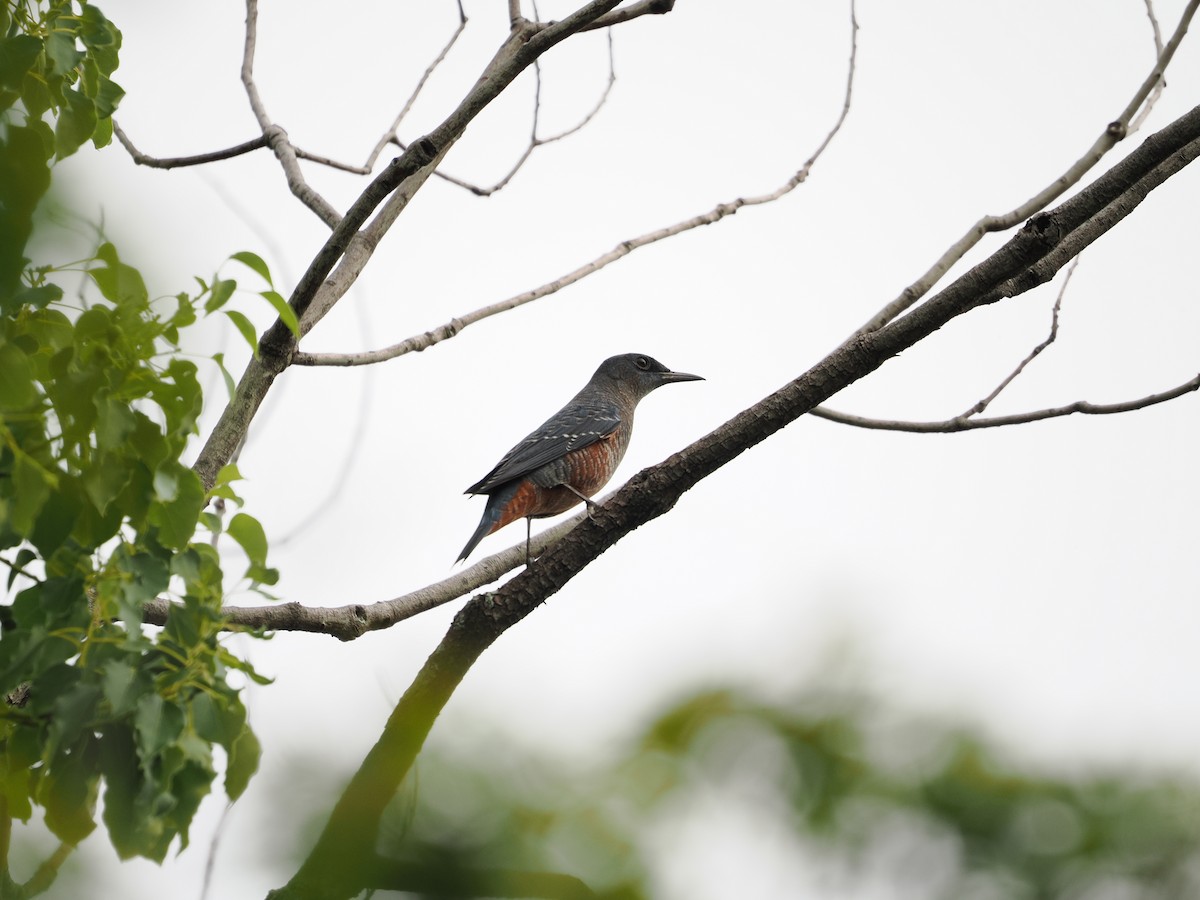 Blue Rock-Thrush - ML646733752