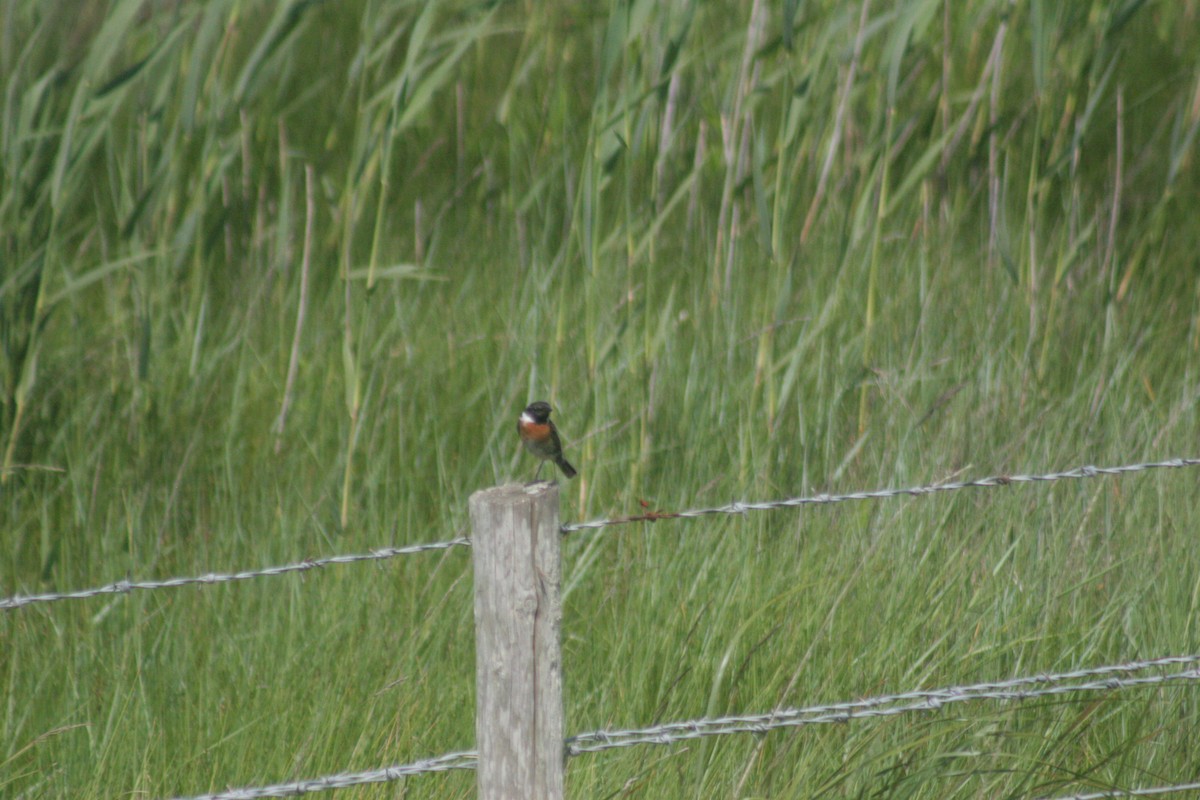 European Stonechat - ML646733756