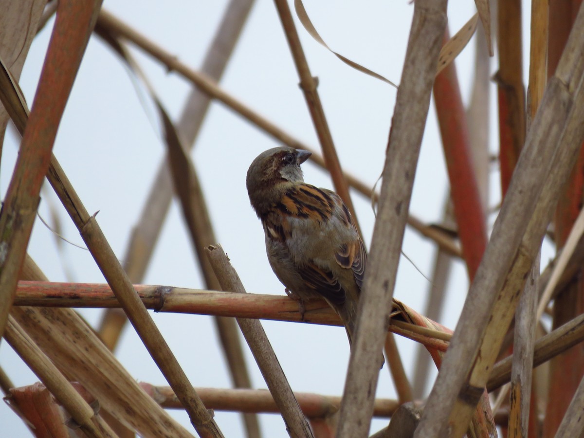 House Sparrow - ML646733757