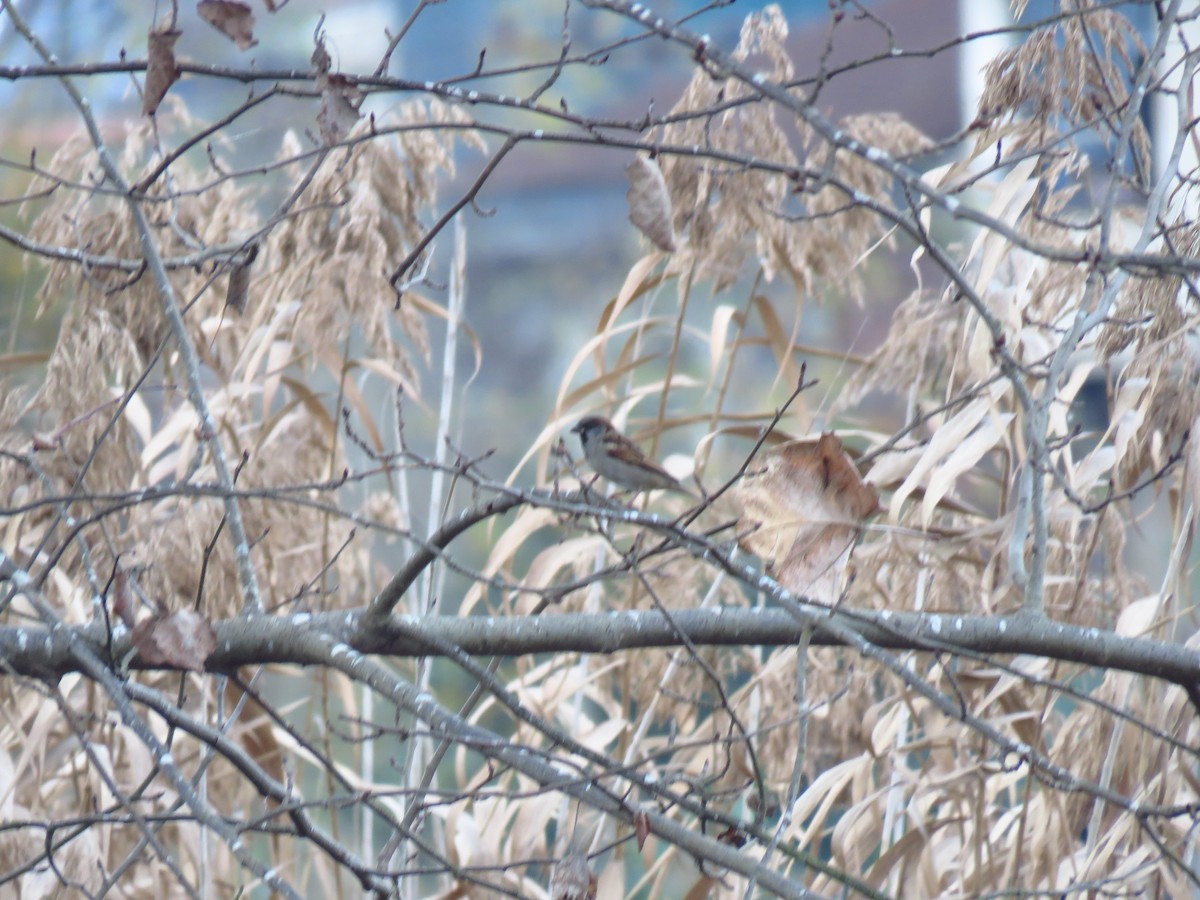 House Sparrow - ML646733758