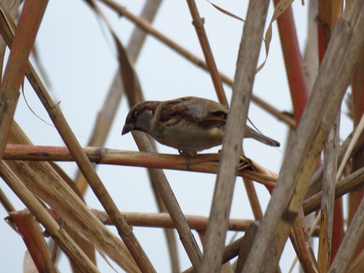 House Sparrow - ML646733759