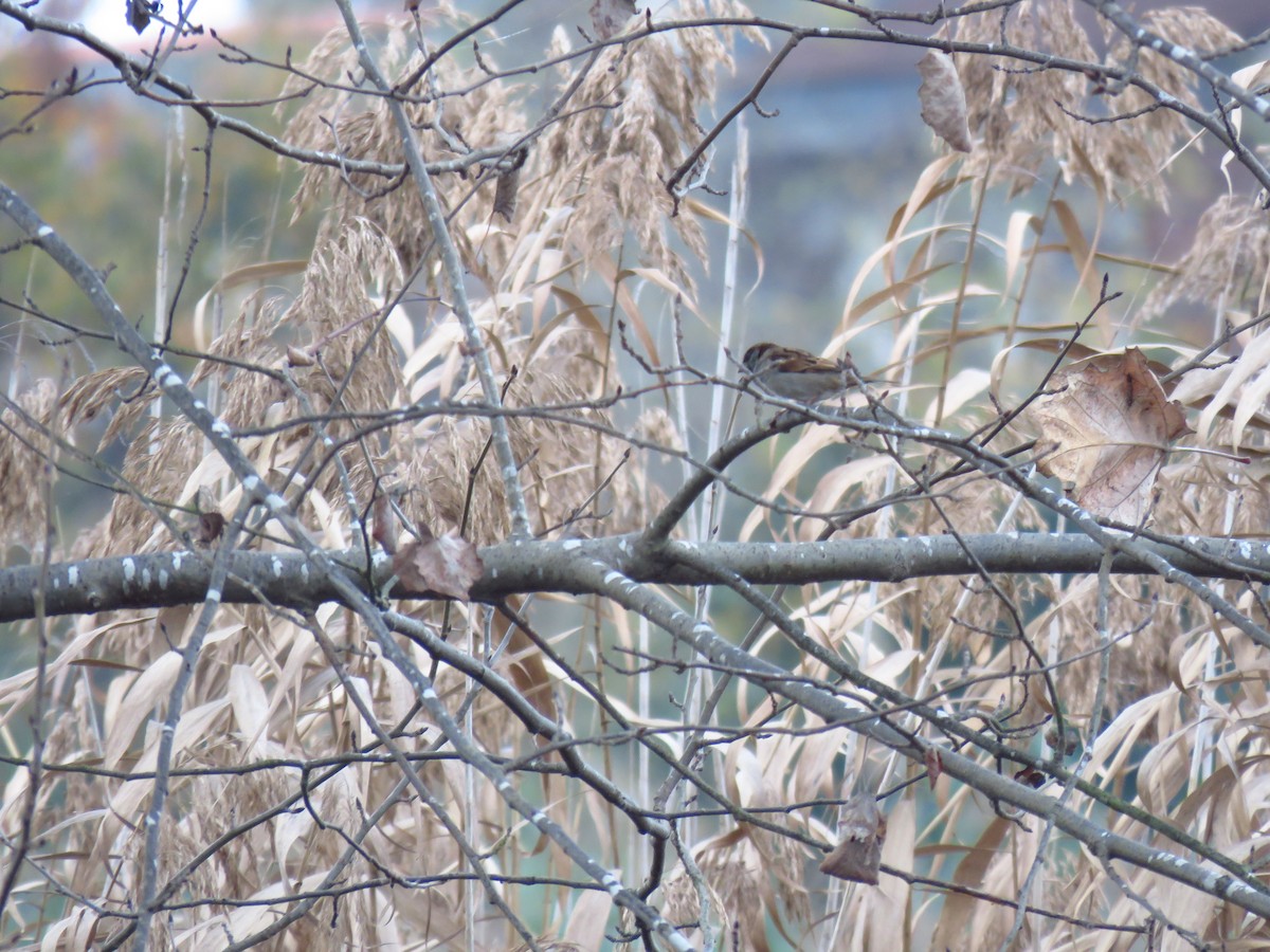 House Sparrow - ML646733760