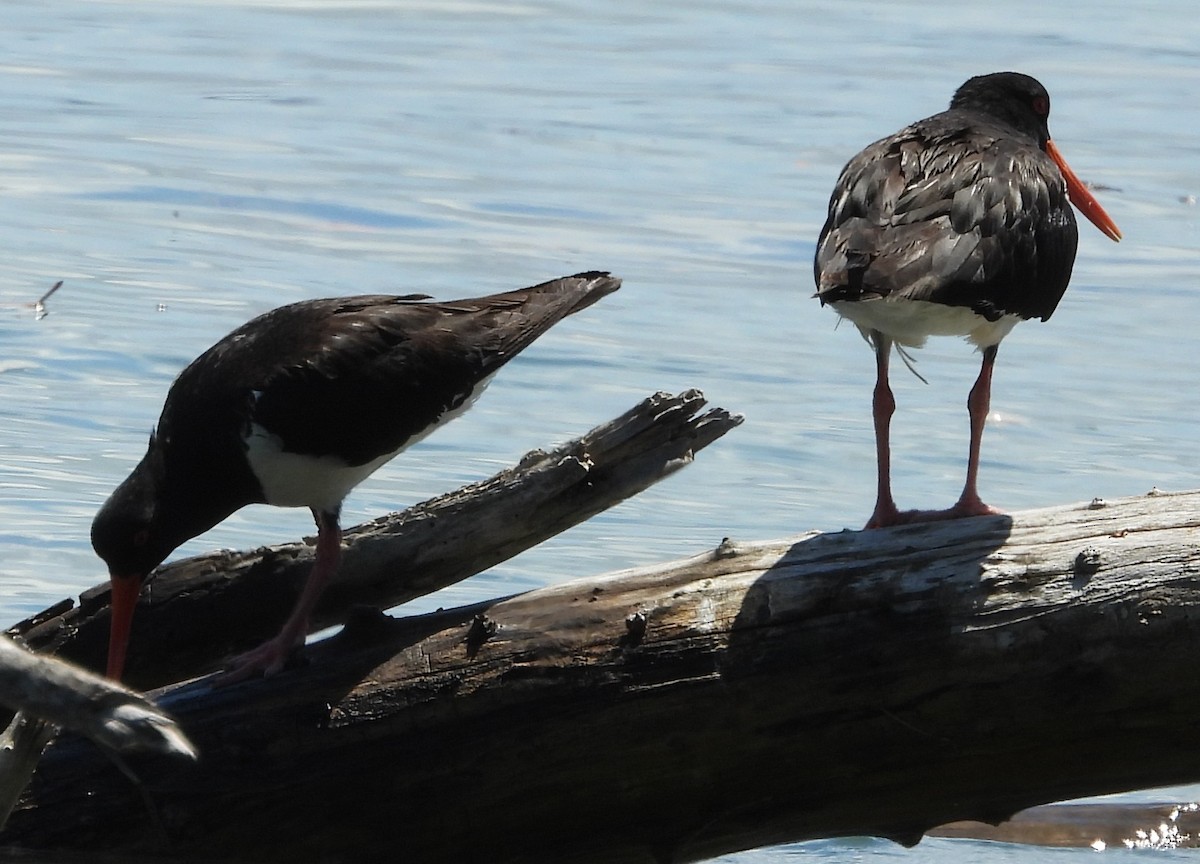 Pied Oystercatcher - ML646733762