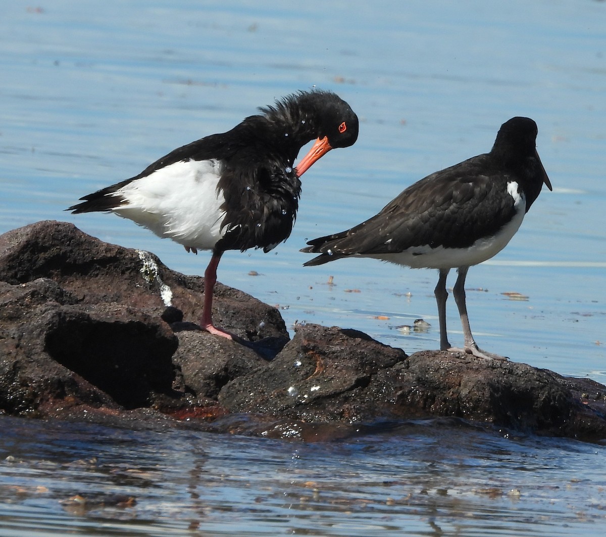 Pied Oystercatcher - ML646733763