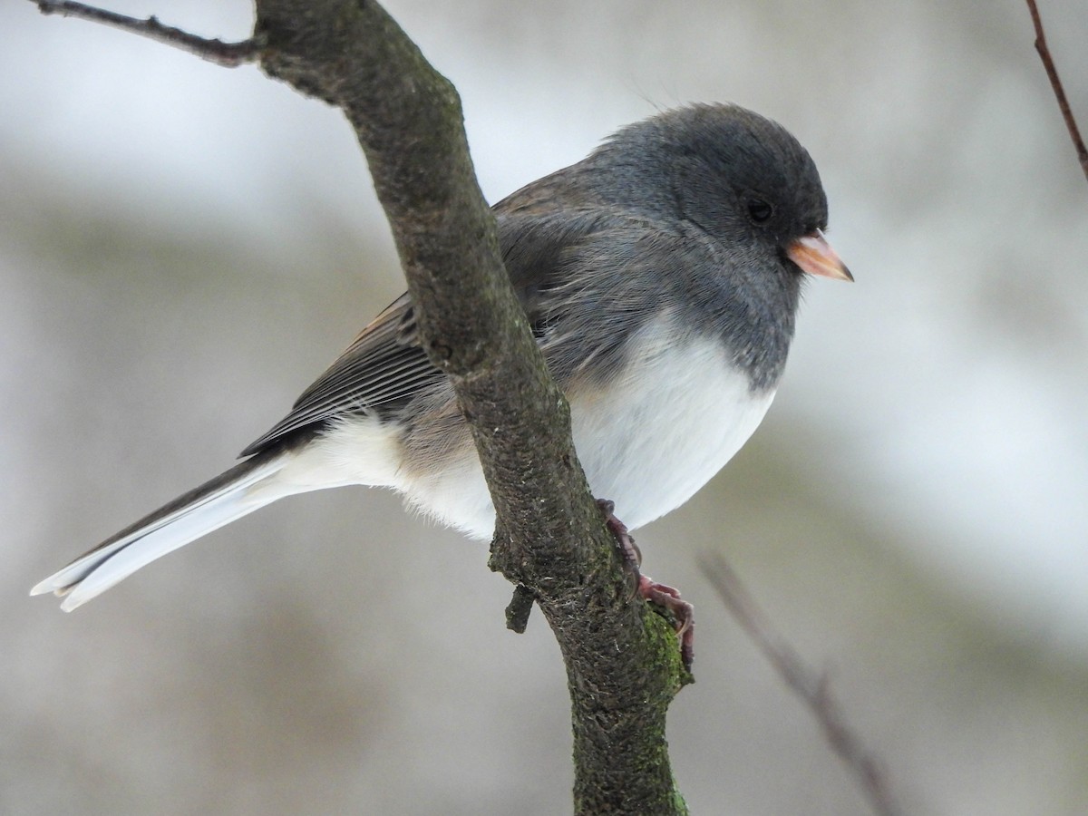 Kara Gözlü Junko - ML646733767