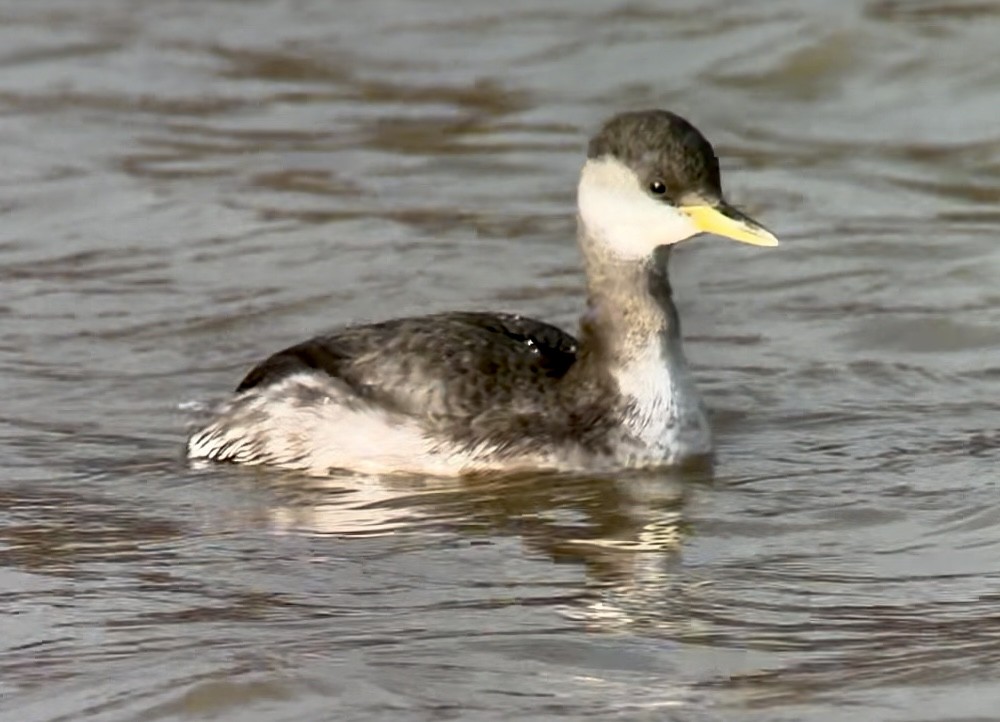 Серощёкая поганка - ML646733768