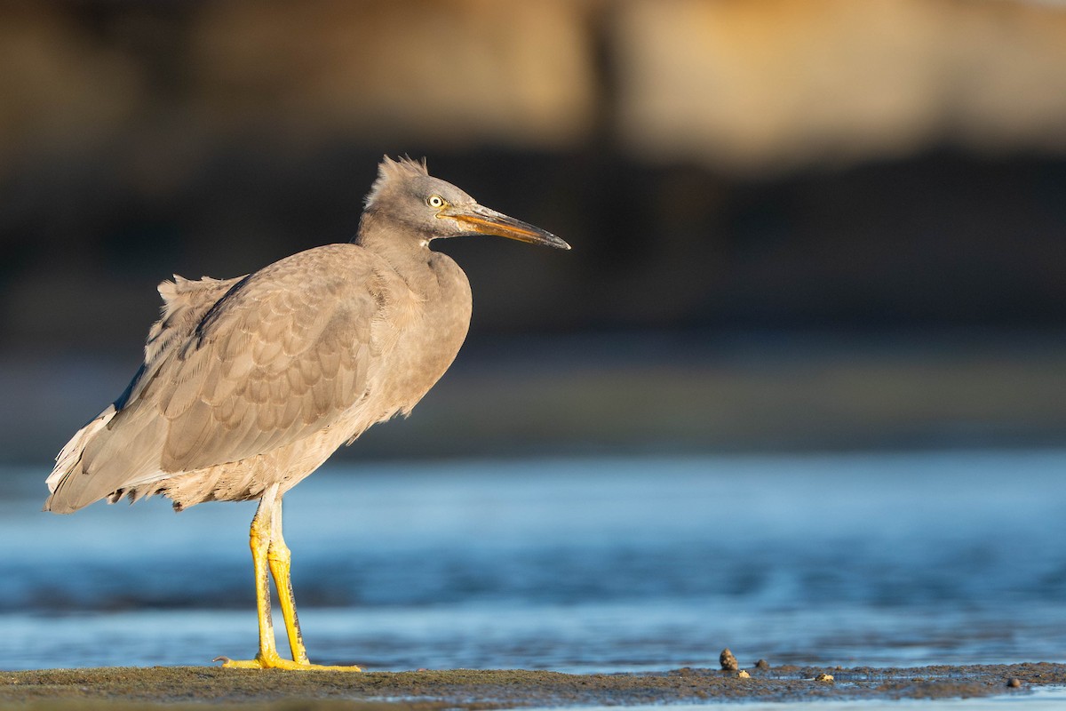 volavka pobřežní - ML646733770