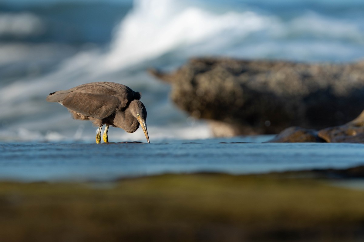 volavka pobřežní - ML646733771