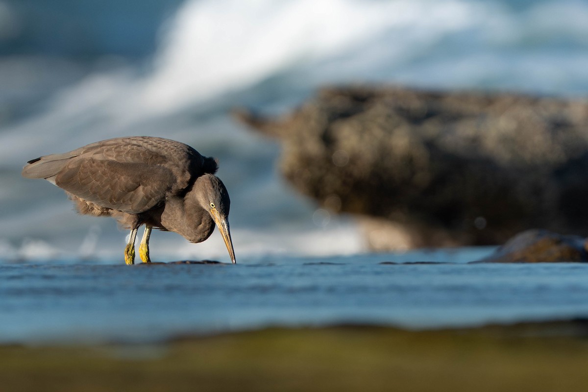 volavka pobřežní - ML646733772