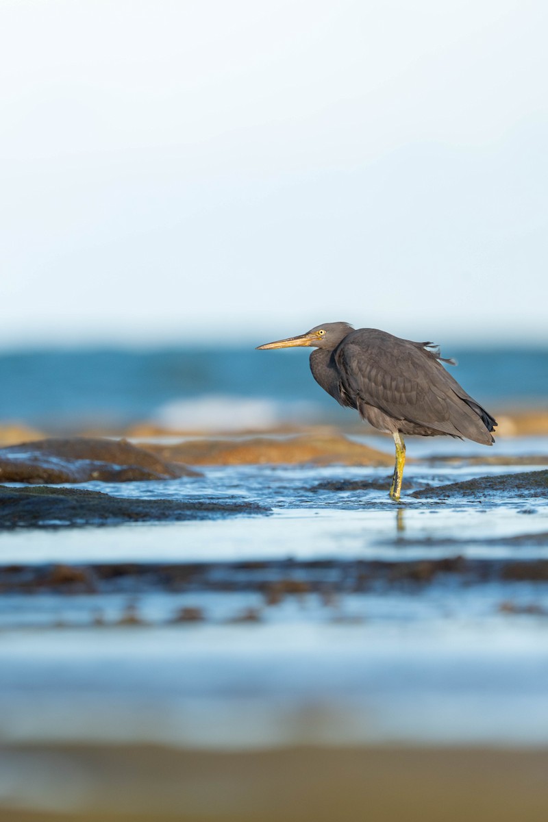 volavka pobřežní - ML646733773