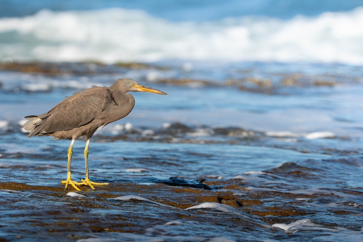 volavka pobřežní - ML646733774