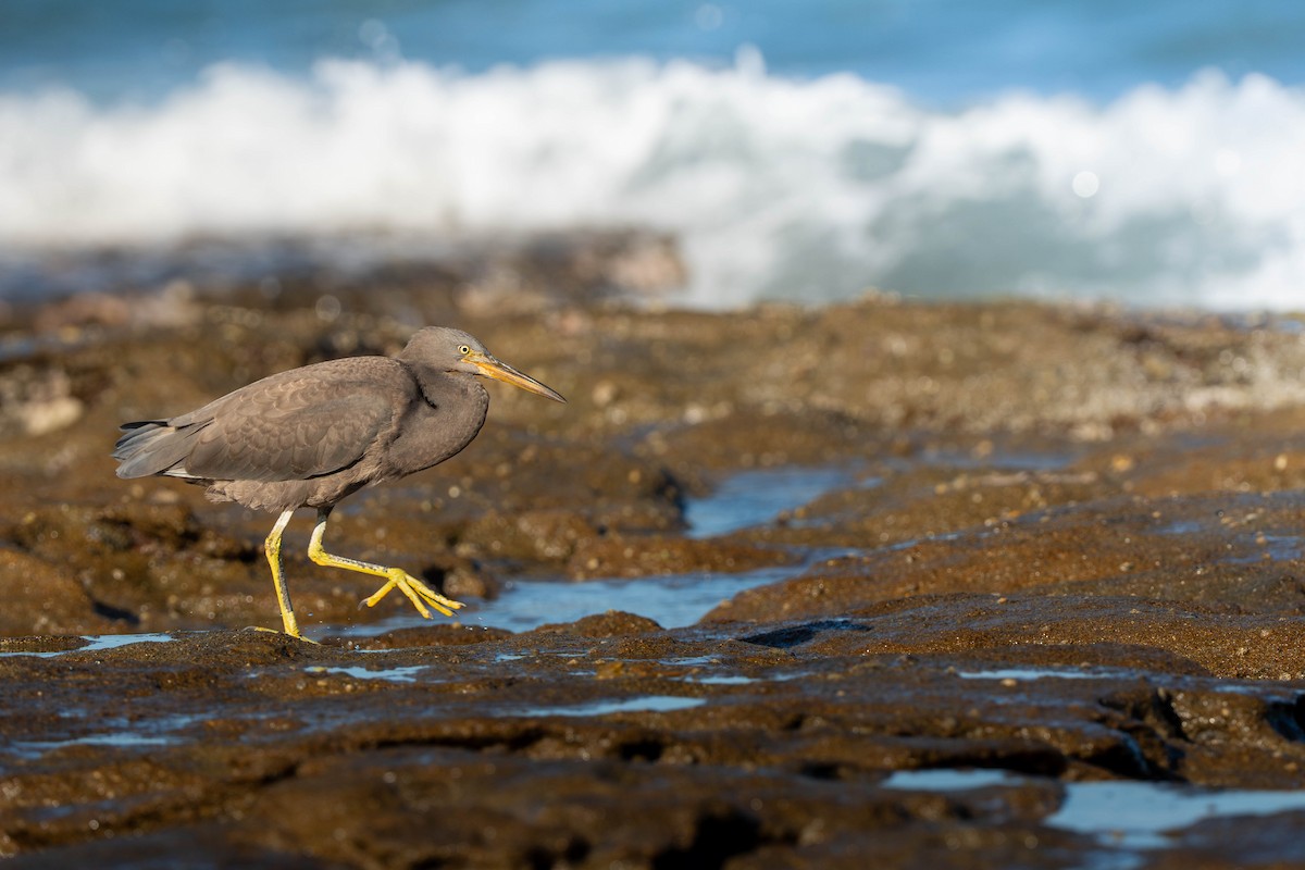 volavka pobřežní - ML646733775