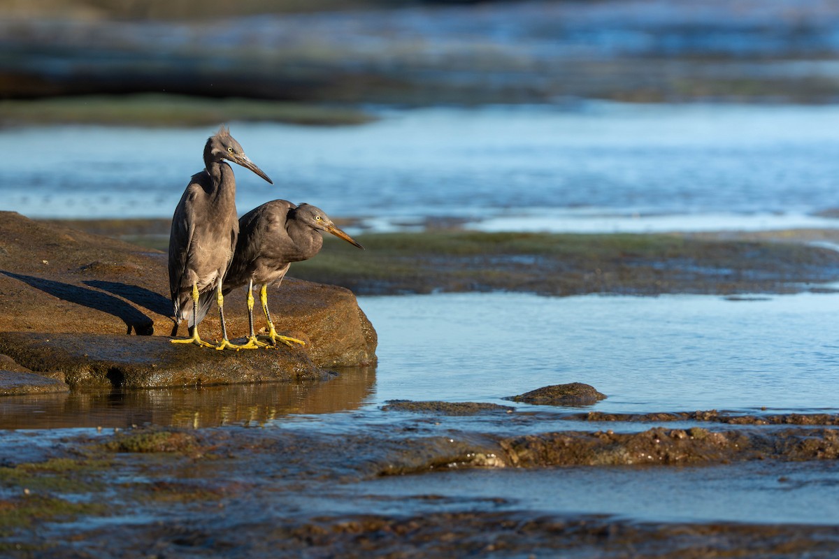 volavka pobřežní - ML646733776