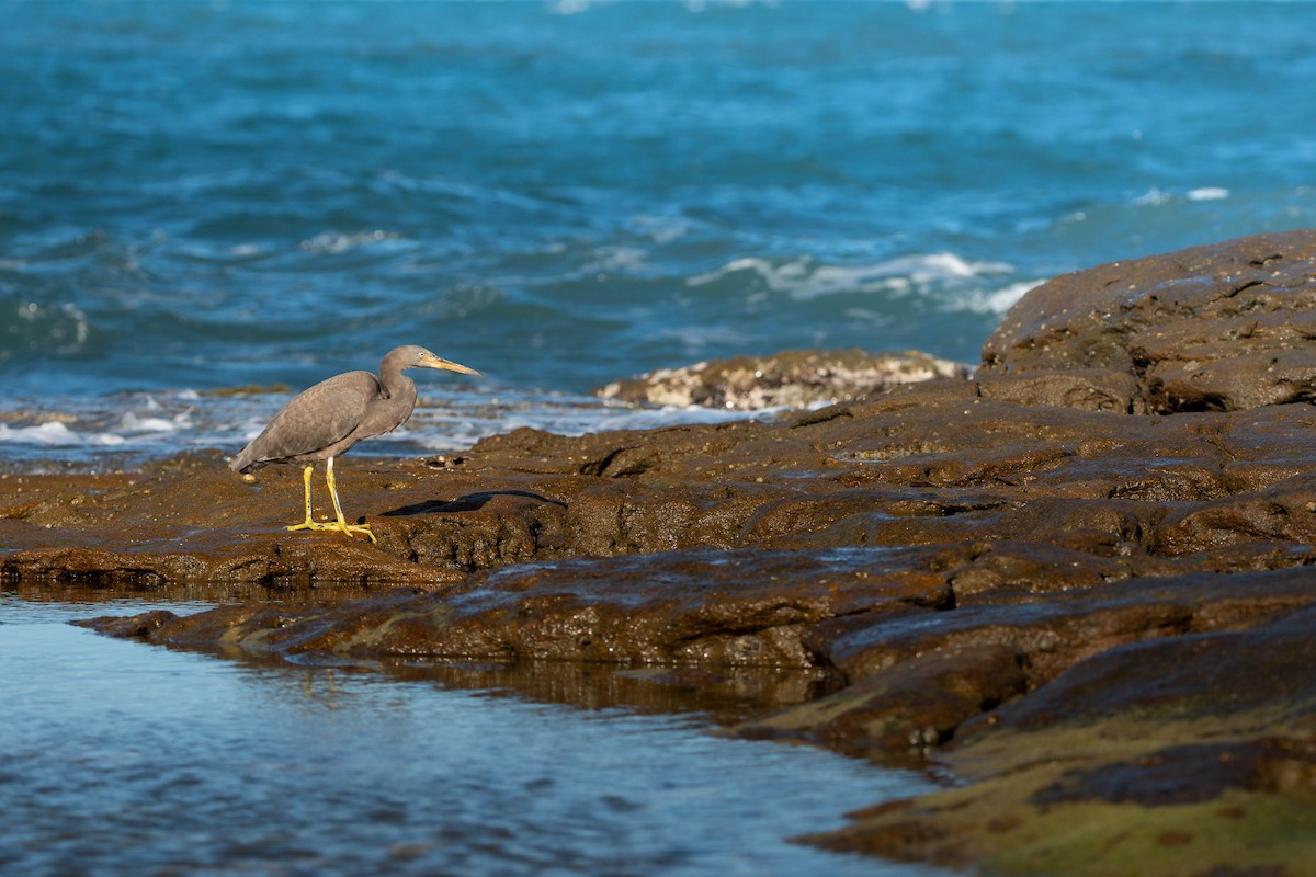 volavka pobřežní - ML646733777
