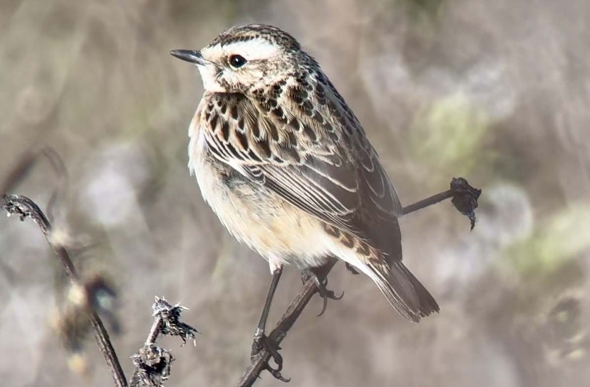 Whinchat - ML646733780