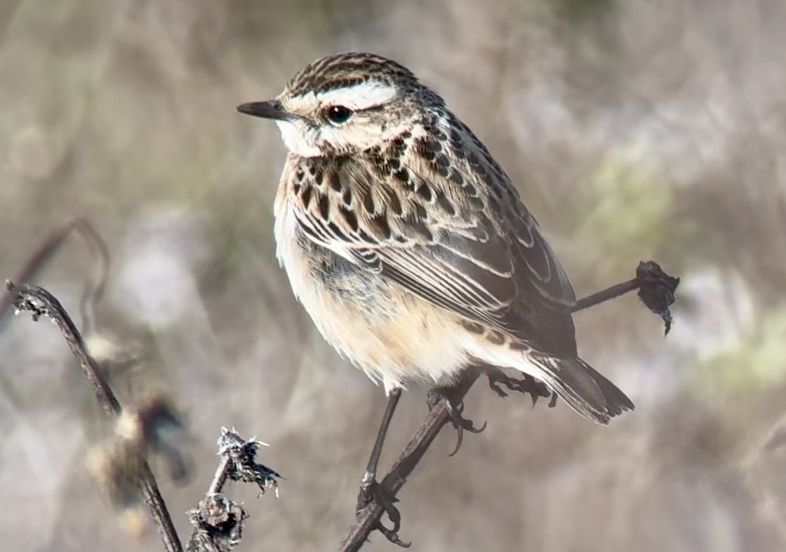 Whinchat - ML646733781