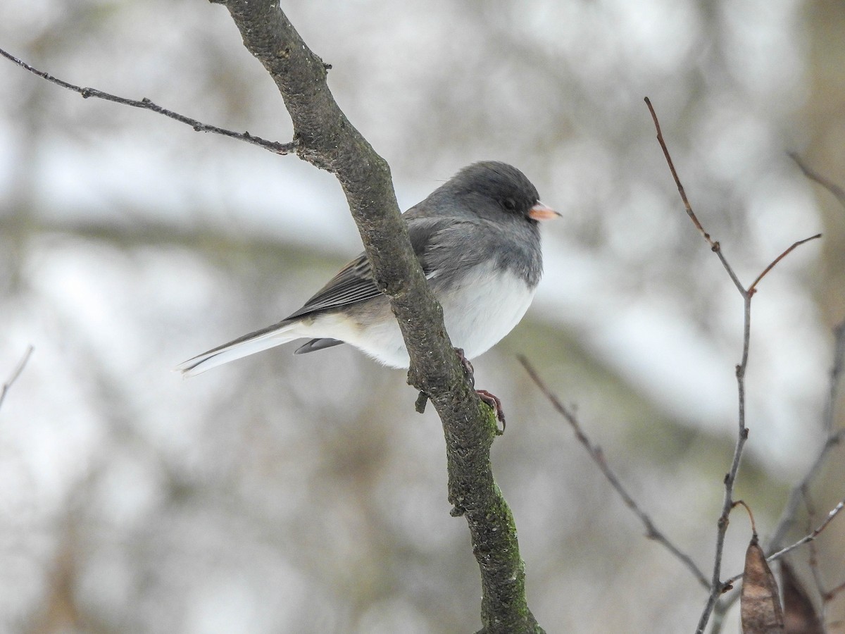 Kara Gözlü Junko - ML646733782