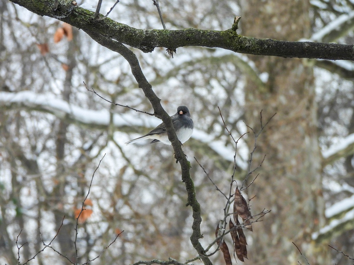 Kara Gözlü Junko - ML646733784