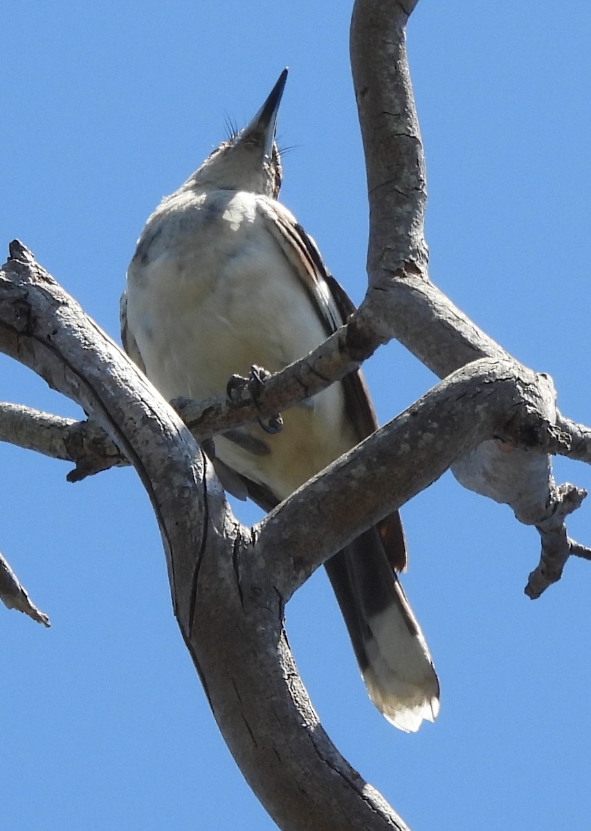Gray Butcherbird - ML646733785