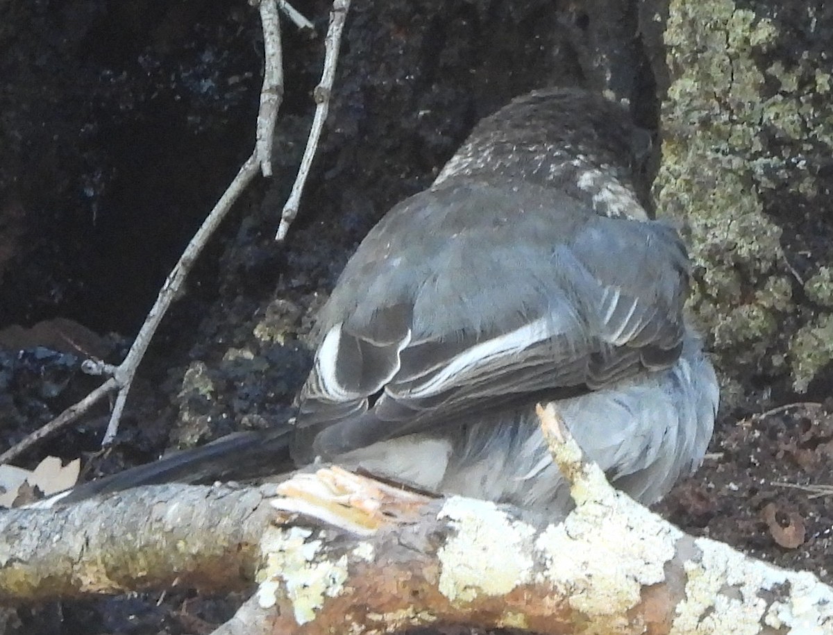 Gray Butcherbird - ML646733786