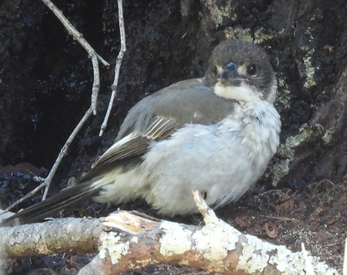 Gray Butcherbird - ML646733787