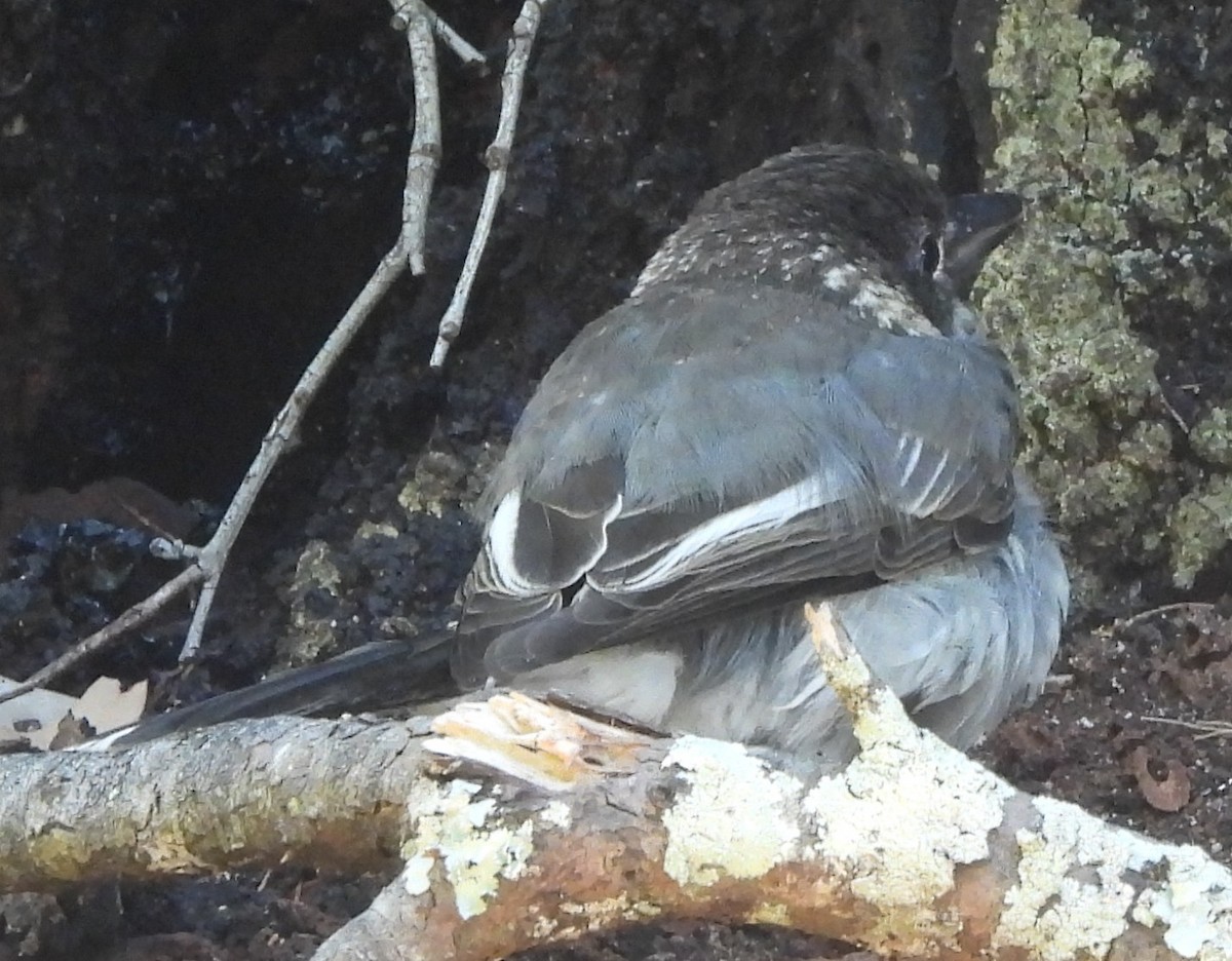 Gray Butcherbird - ML646733788